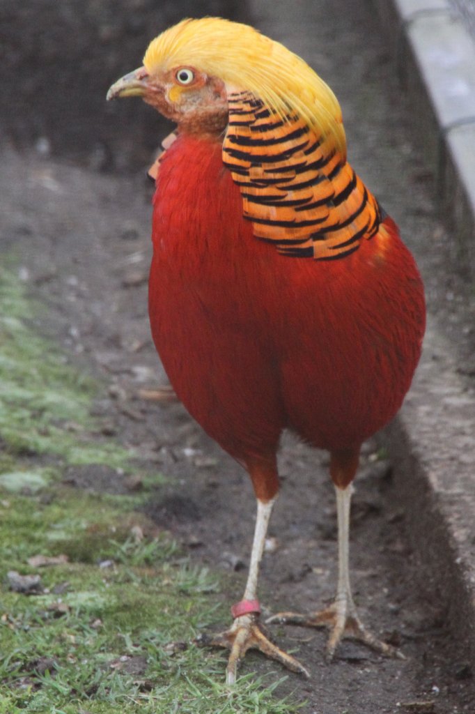 Goldfasan (Chrysolophus pictus) am 14.4.2010 im Vogelpark Dielheim-Balzfeld.
	