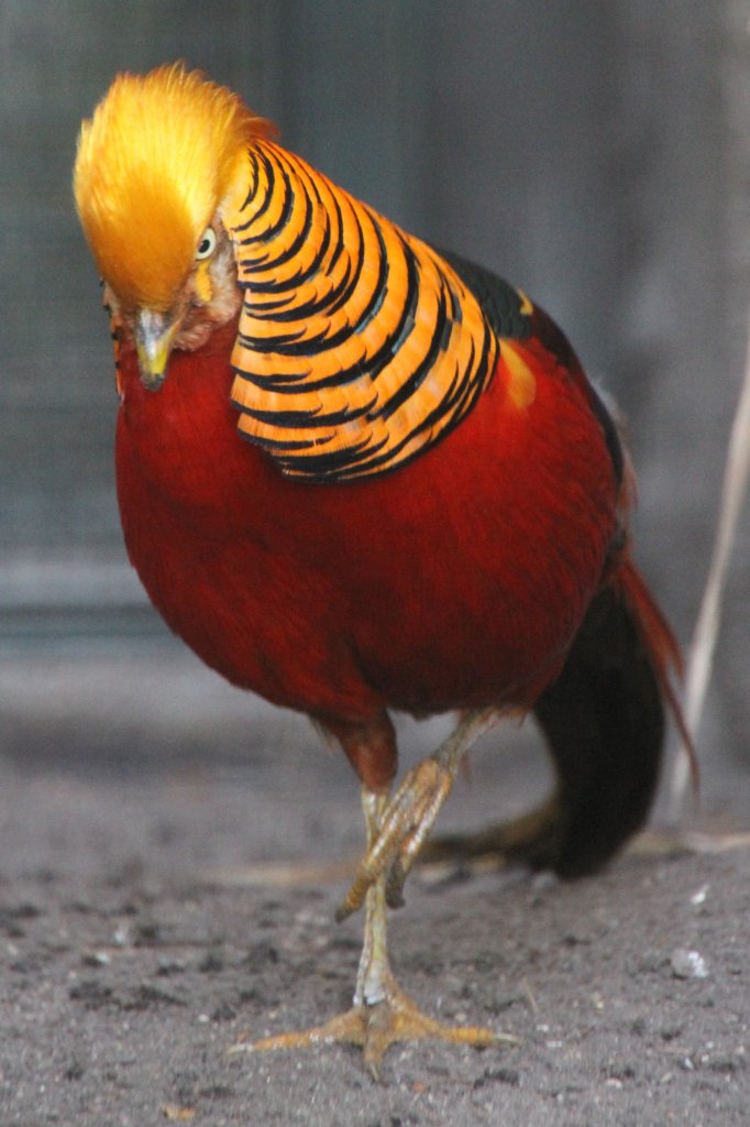 Goldfasan (Chrysolophus pictus) im Tierpark Berlin.