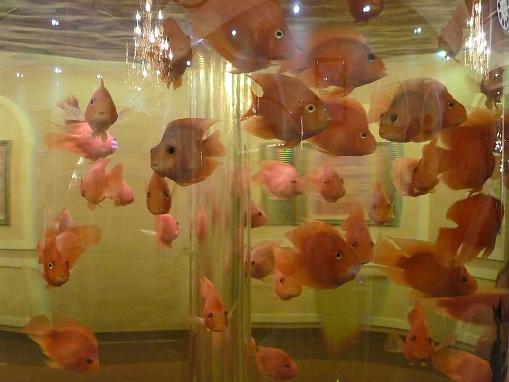 Goldfische in einem kreisrunden Aquarium, im Eingangsbereich eines chinesischen Restaurants - ob die da lange im Kreis schwimmen?
Shouguang, 27.10.11