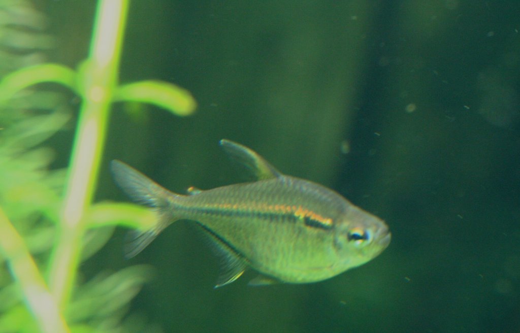 Goldflossensalmler oder Flaggensalmler (Hemigrammus ulreyi) am 12.12.2009 im Zoo-Aquarium Berlin.