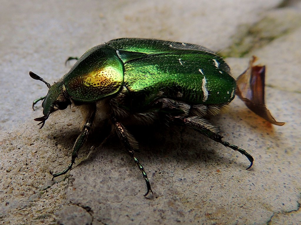 Goldglnzender Rosenkfer (Cetonia aurata), auch Gemeiner Rosenkfer, ist auf Futtersuche; 130616