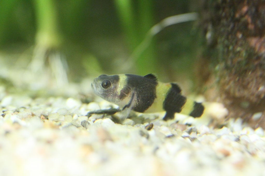 Goldringelgrundel (Brachygobius xanthozona) am 9.2.2010 im Vivarium Karlsruhe.