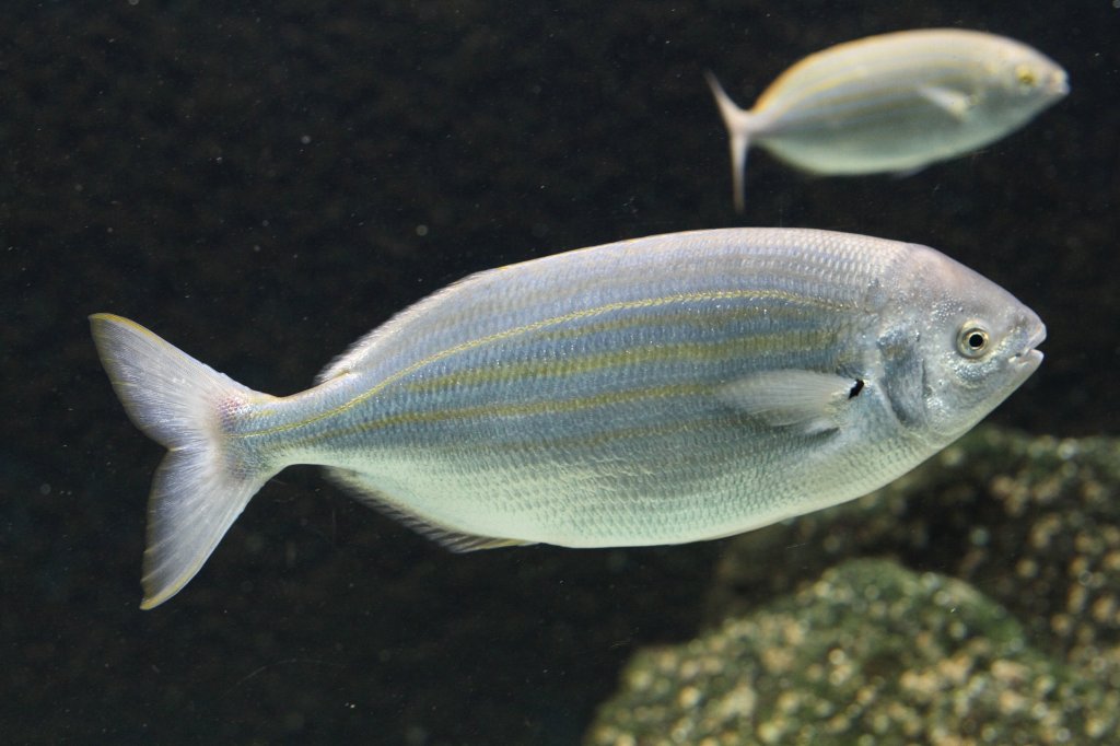 Goldstrieme (Sarpa salpa) am 19.3.2010 im Zooaquarium Basel.