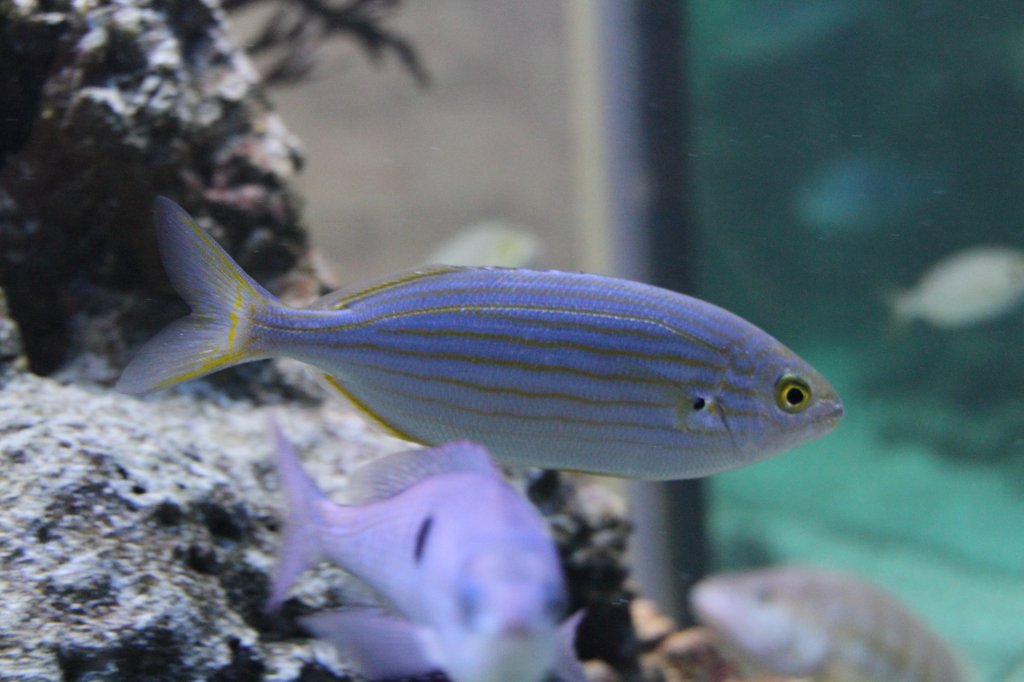 Goldstrieme (Sarpa salpa) am 9.2.2010 im Vivarium Karlsruhe.