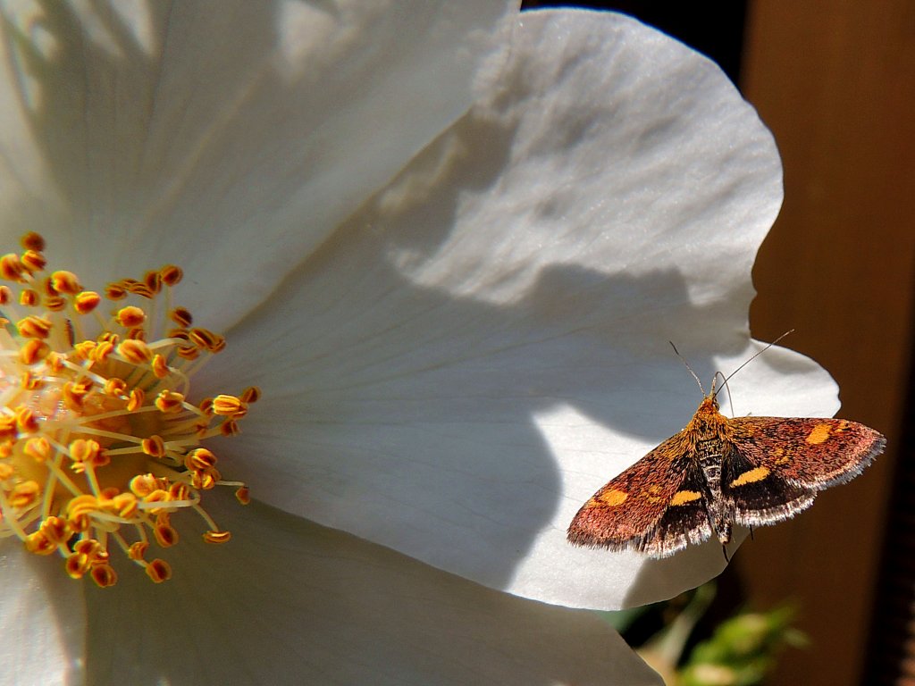 Goldzünsler (Pyrausta aurata), auch Minzenmotte genannt, tastet sich an einer Wildrosenblüte entlang; 120528
