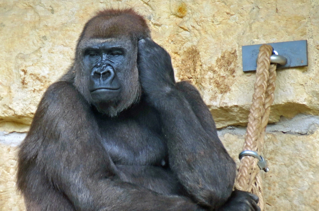 Gorilla