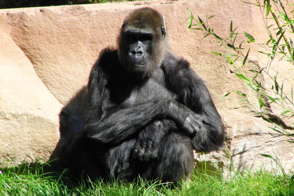 Gorilla im Nrnberger Tiergarten, aufgenommen am 27.7.2011