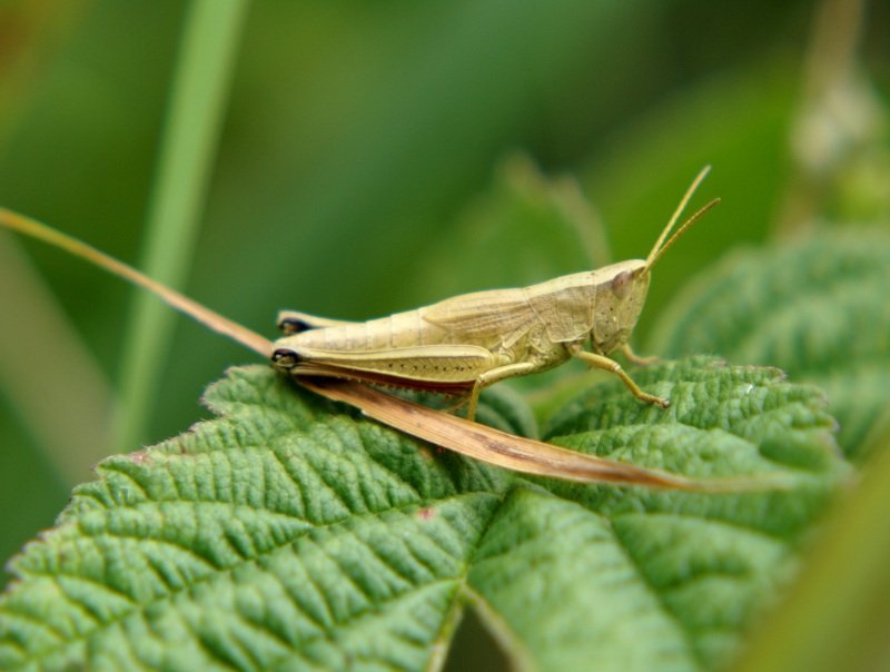 Grashpfer (Heupferd) aufgenommen im Sommer 2009 in Meck.-Pom.