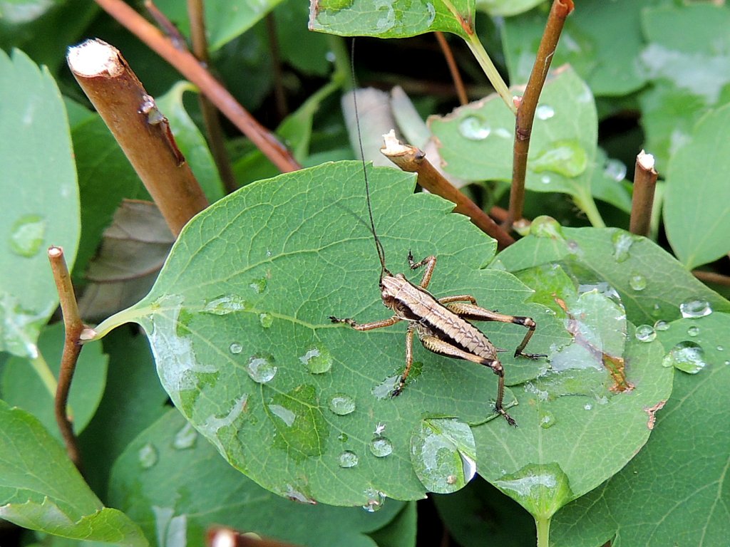 Grashpfer nimmt im Wassertropfen ein Fubad; 130616