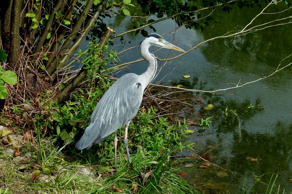 Grau-oder Fischreiher, an einem kleinen innerstdtischen Gewsser in Freiburg, Juli 2011