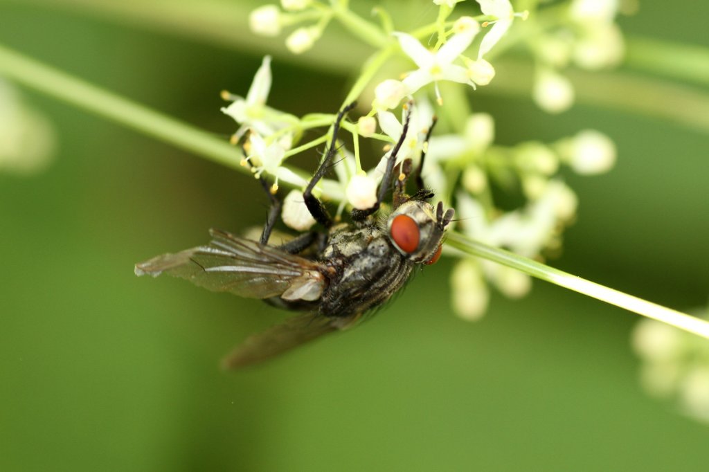 Graue Fleischfliege (Sarcophaga carnaria) am 4.6.2010 in Istein.