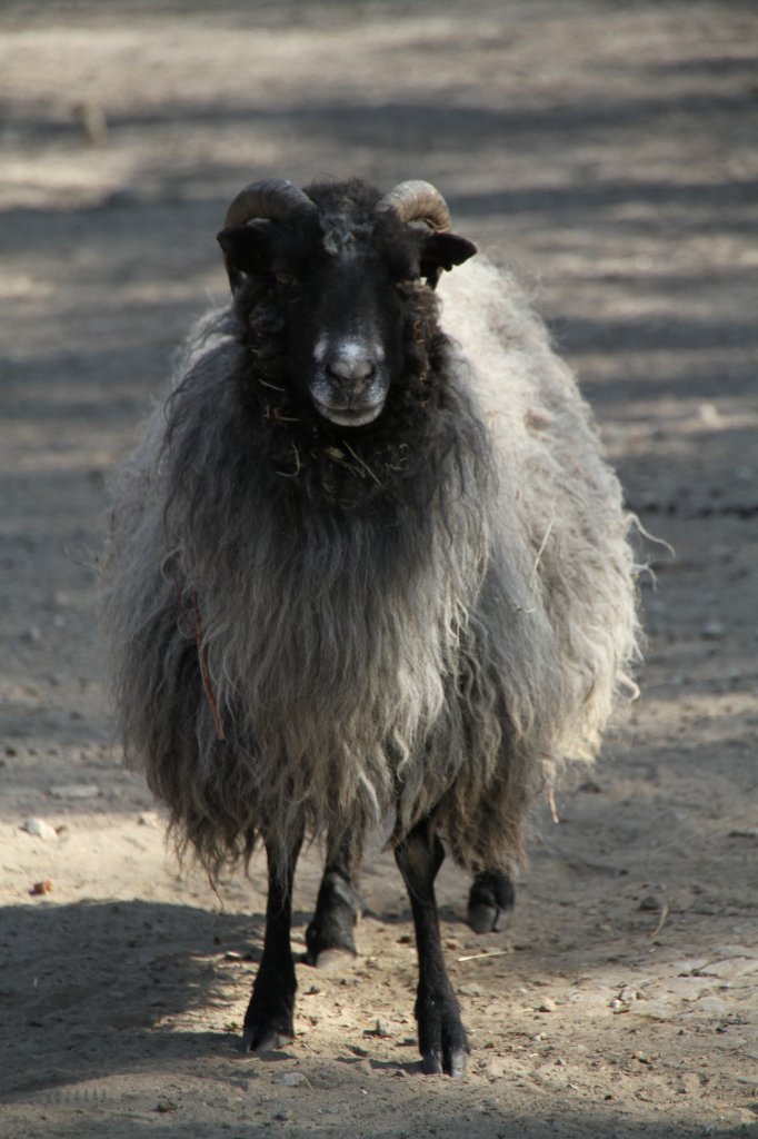 Graue gehrnte Heidschnucke am 18.4.2010 im Tierpark Berlin.