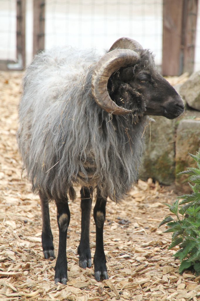 Graue gehrnte Heidschnucke am 2.5.2010 im Freizeitpark Memleben.