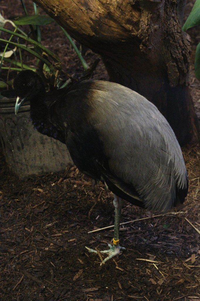 Grauflgel-Trompetervogel (Psophia crepitans) am 13.9.2010 im Toronto Zoo.