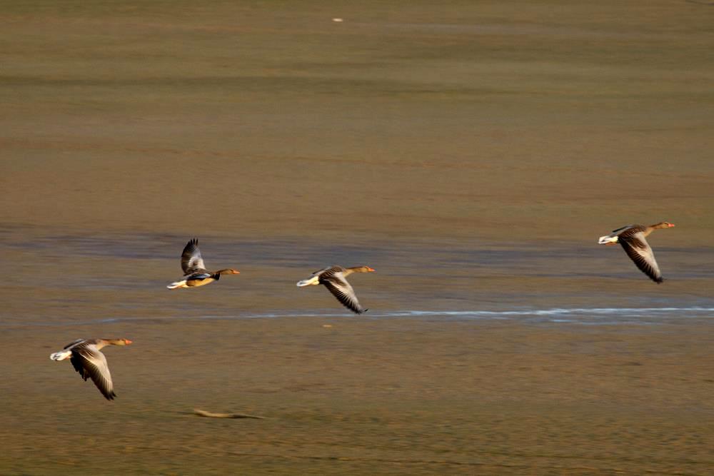 Graugnse staten ber dem Bruch am Lac du Der; 17.11.2011