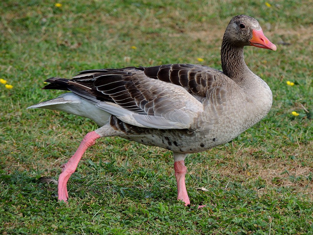 Graugans (Anser anser) posiert fr einen Schnappschu; 120829