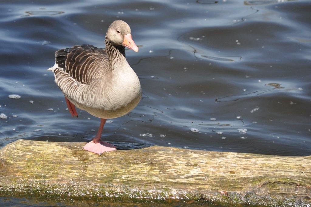 Graugans auf der Alster (HAMBURG/Deutschland, 03.06.2011)