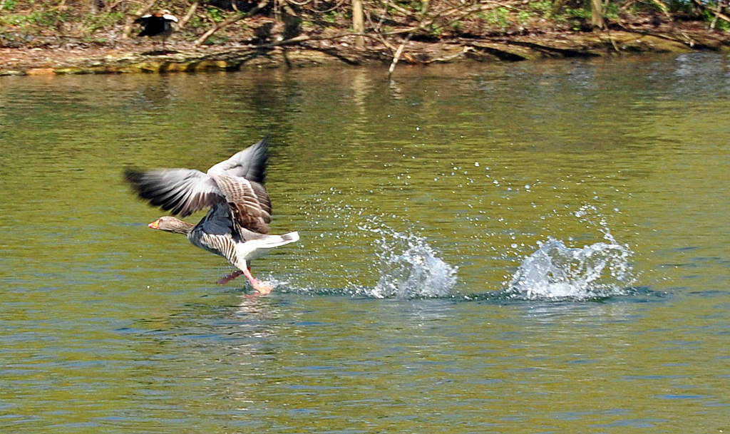 Graugans beim Start am Zlpicher See - 17.04.2010