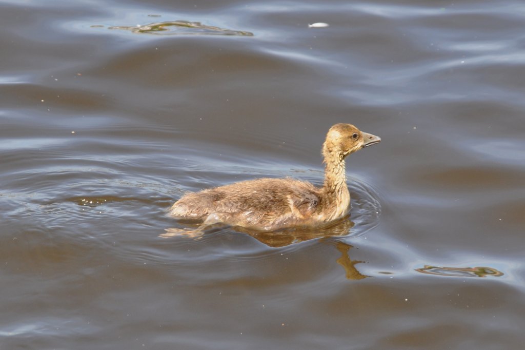 Graugans-Jungvogel auf der Alster (HAMBURG/Deutschland, 03.06.2011)