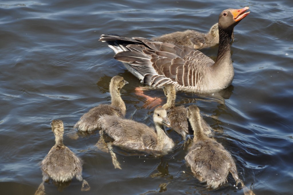 Graugans mit Jungtieren auf der Alster (HAMBURG/Deutschland, 03.06.2011)