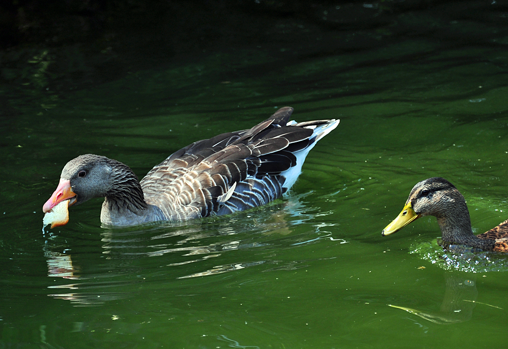 Graugans und Stockente in der Rheinaue Bonn - 26.07.2012