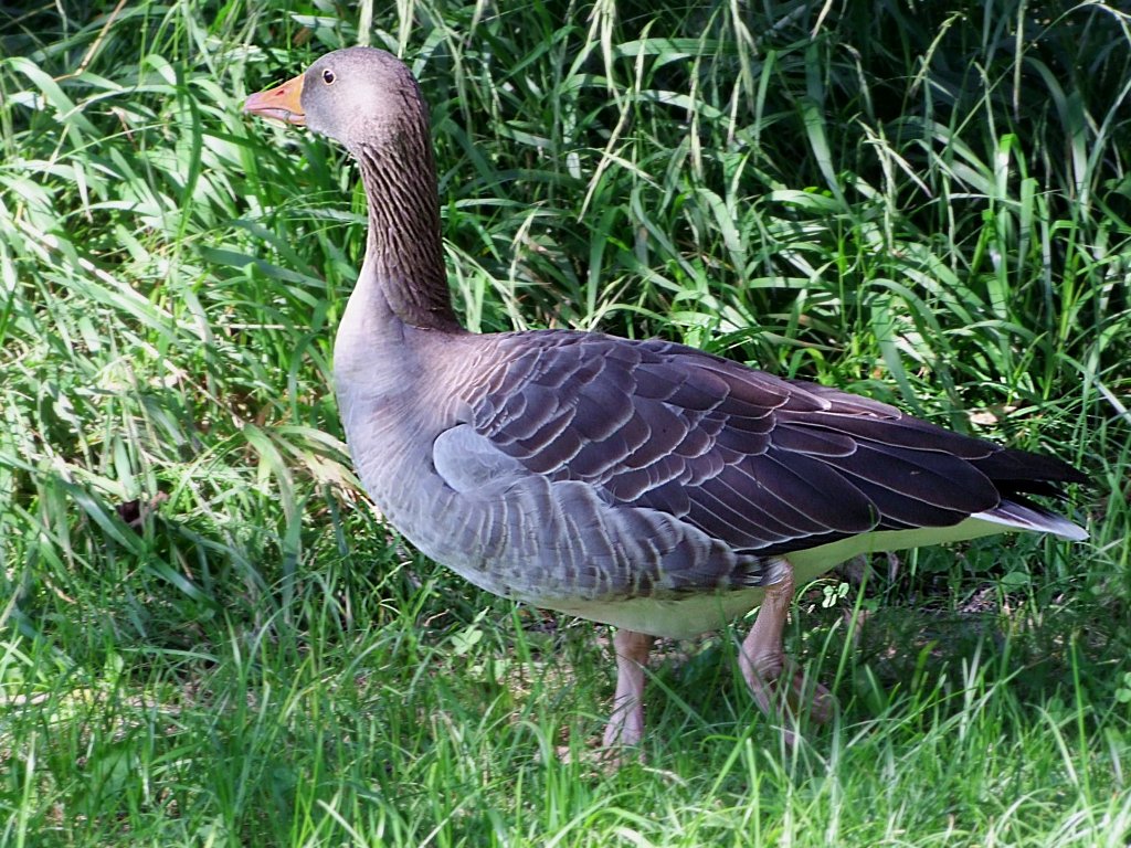 Graugans sucht im Bereich des Stadtparks in Ried i.I. Anschlu;100810