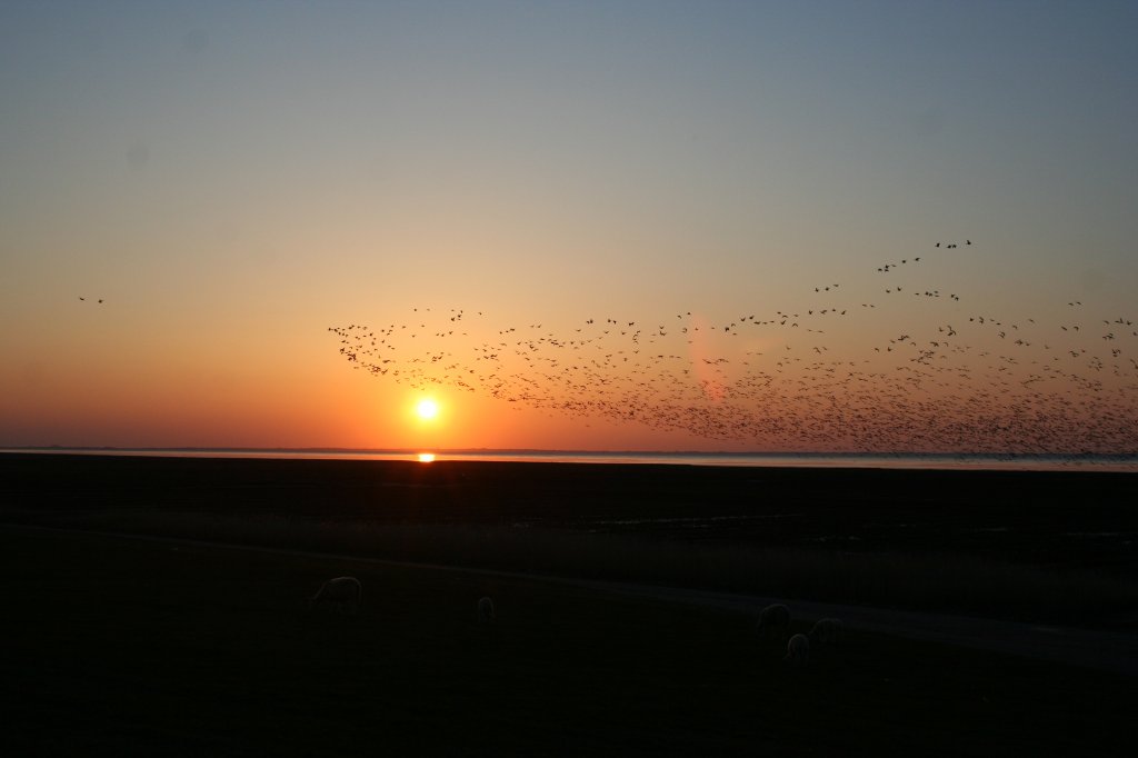 Graugansschwarm zieht dem Sonnenuntergang entgegen. Hindenburgdamm am 23.4.2008.