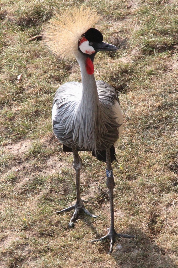 Grauhals-Kronenkranich (Balearica regulorum) am 26.6.2010 im Leipziger Zoo.
 
