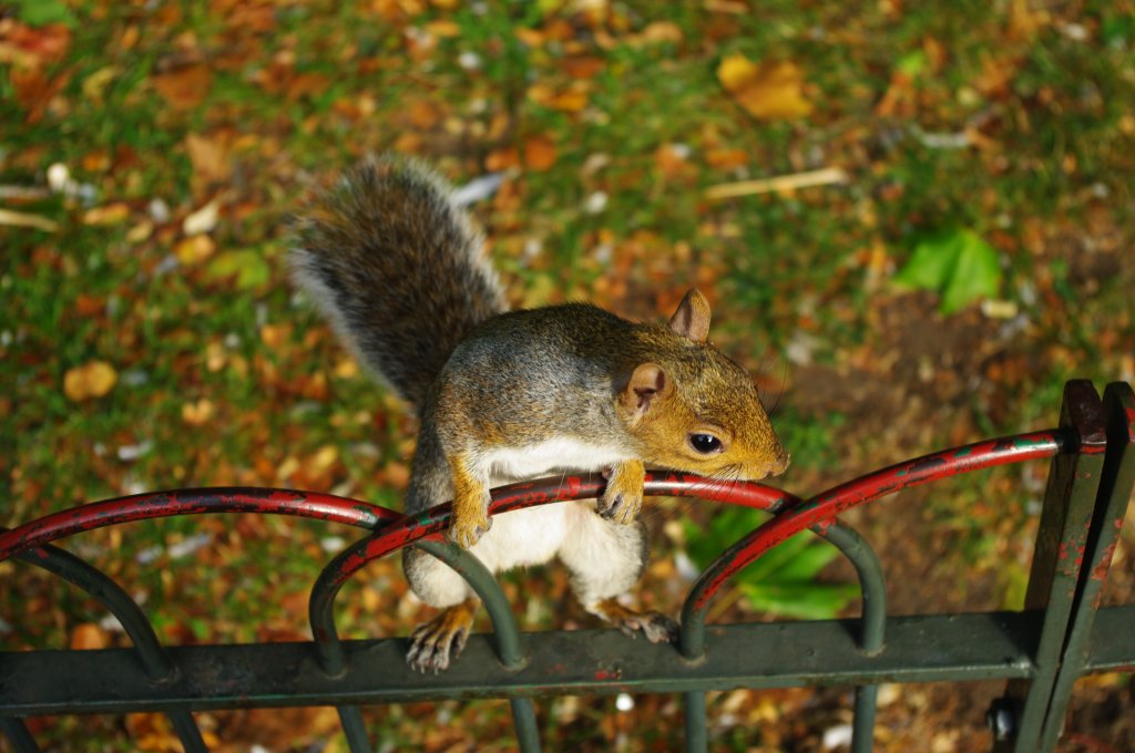 Grauhrnchen, aufgenommen im St. James Park in London (04.10.2009)