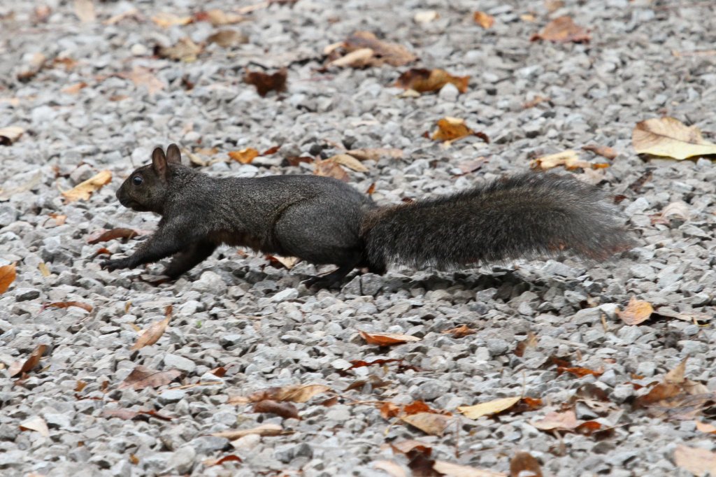 Grauhrnchen (Sciurus carolinensis) in Action. Am 2.10.2010 auf dem Gebiet des Royal Botanical Gardens in Hamilton,Ont.