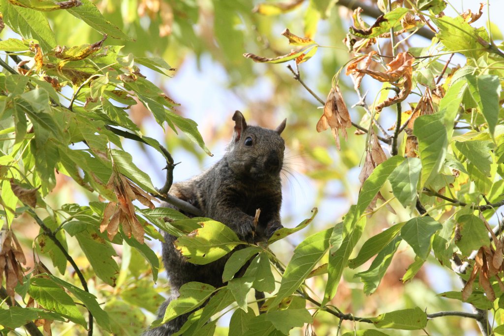 Grauhrnchen (Sciurus carolinensis) am 26.9.2010 in der Second Marsh in Oshawa,Ont.