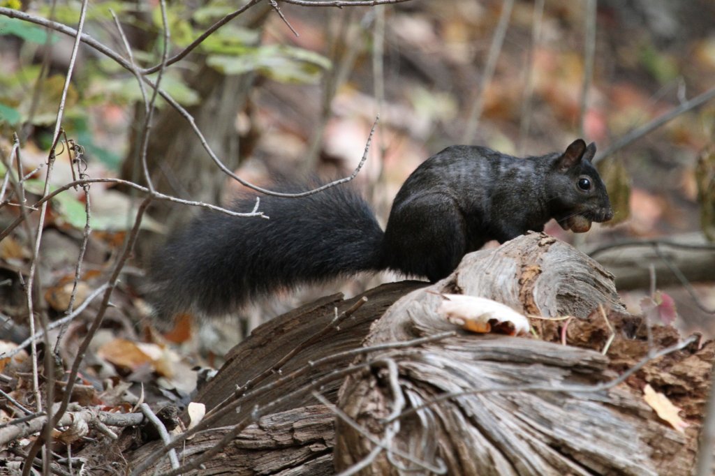 Grauhrnchen (Sciurus carolinensis) bei der Beschaffung des Wintervorrats. 2.10.2010 auf dem Gebiet des Royal Botanical Gardens in Burlington,Ont.