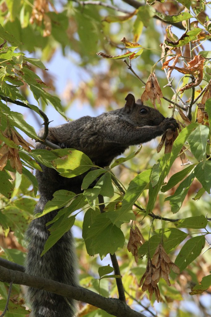 Grauhrnchen (Sciurus carolinensis) beim Ernten von Frchten. Second Marsh in Oshawa,Ont am 26.9.2010.