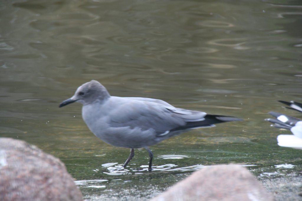 Graumwe (Larus modestus) am 13.12.2009 im Tierpark Berlin.