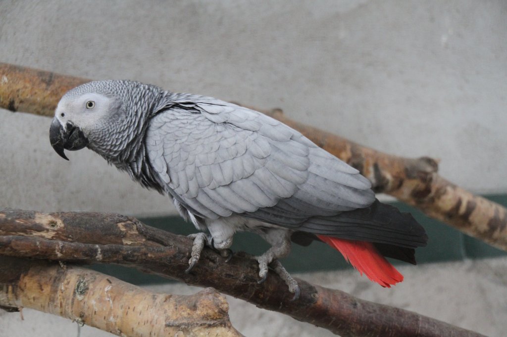 Graupapagei (Psittacus erithacus) am 2.5.2010 im Freizeitpark Memleben.