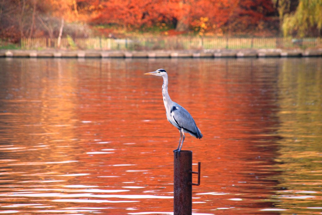 Graureiher an der Spree (DEUTSCHLAND - Berlin, 15.11.2009)