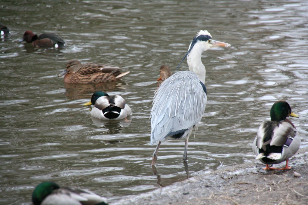 Graureiher (Ardea cinerea) am Ententeich im Tierpark Berlin.