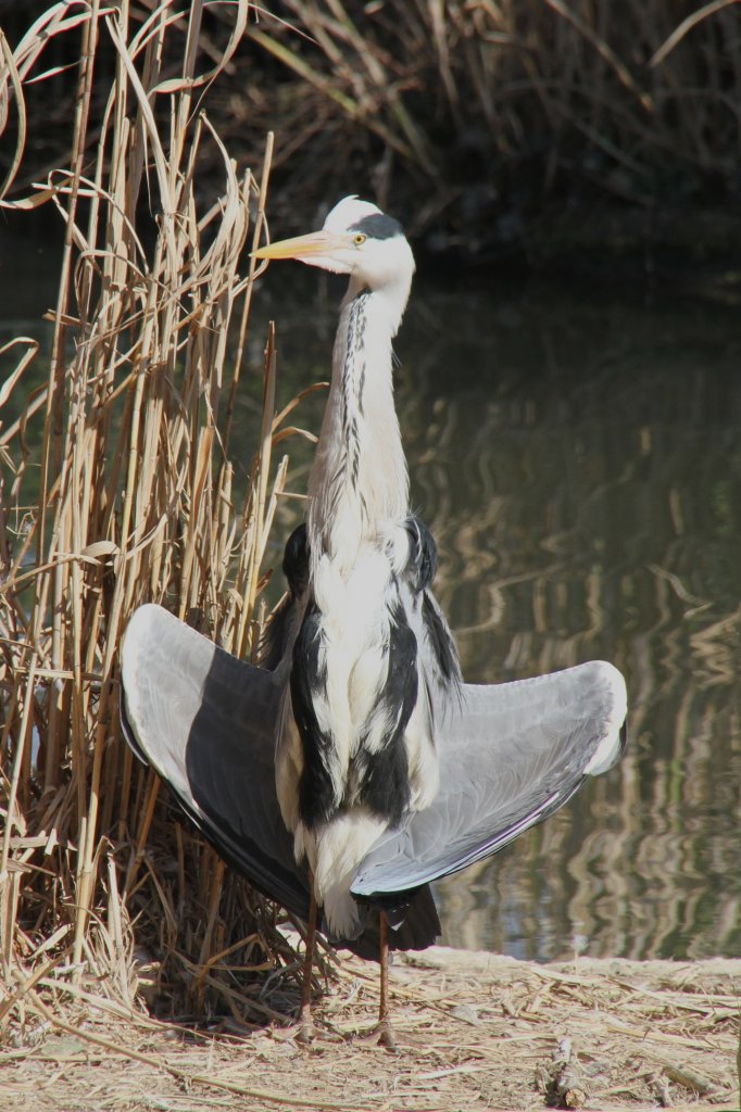 Graureiher (Ardea cinerea) beim Sonnen anbeten. Zoo Basel am 19.3.2010.