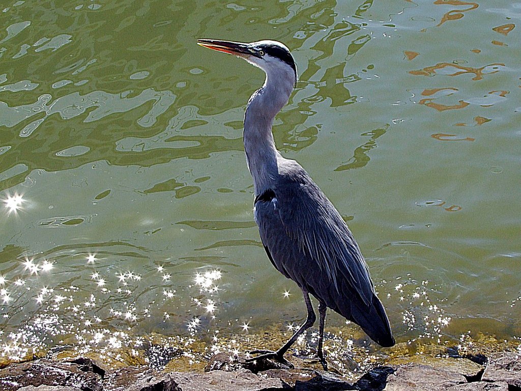 Graureiher(Ardea cinerea), umgangssprachlich auch Fischreiher genannt, posiert in Volendam;100904