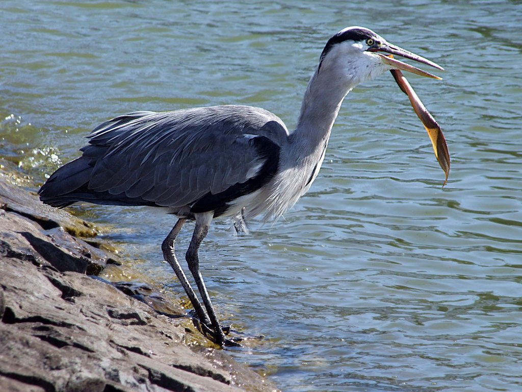 Graureiher(Ardea cinerea), umgangssprachlich Fischreiher verzehrt am Hafen Volendam gensslich seine Beute;100904