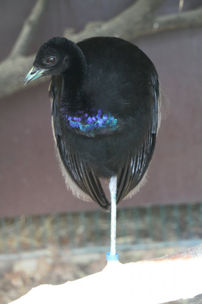 Graurcken-Trompetervogel (Psophia crepitans) im Tierpark Berlin.
	
