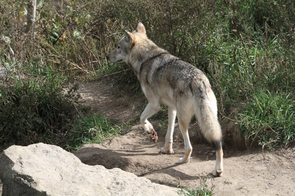 Grauwolf am 26.9.2010 im Jungle Cat World Wildlife Park in Orono,Ont.