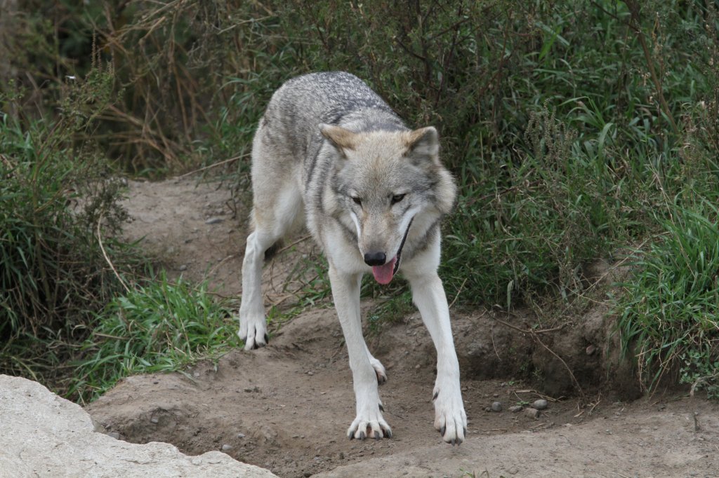 Grauwolf am 26.9.2010 im Jungle Cat World Wildlife Park in Orono,Ont.