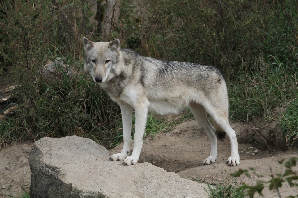 Grauwolf auf Aussichtsposten. Jungle Cat World Wildlife Park in Orono,Ont am 26.9.2010.