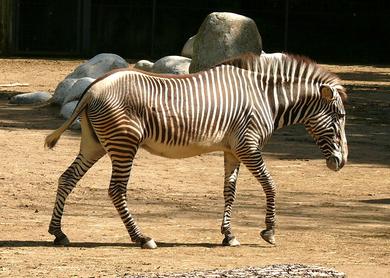 Grevy-Zebra am 17.05.2009 in Wilhelma/Stuttgart