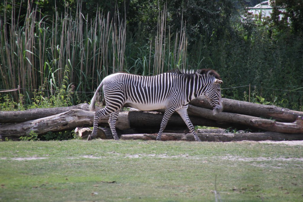 Grevy-Zebra (Equus grevyi) am 27.6.2010 im Leipziger Zoo.