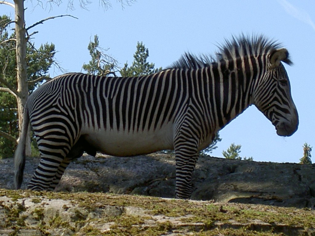 Grevy´s Zebra posiert am 2.7.2006 im Safaripark Kolmrden.