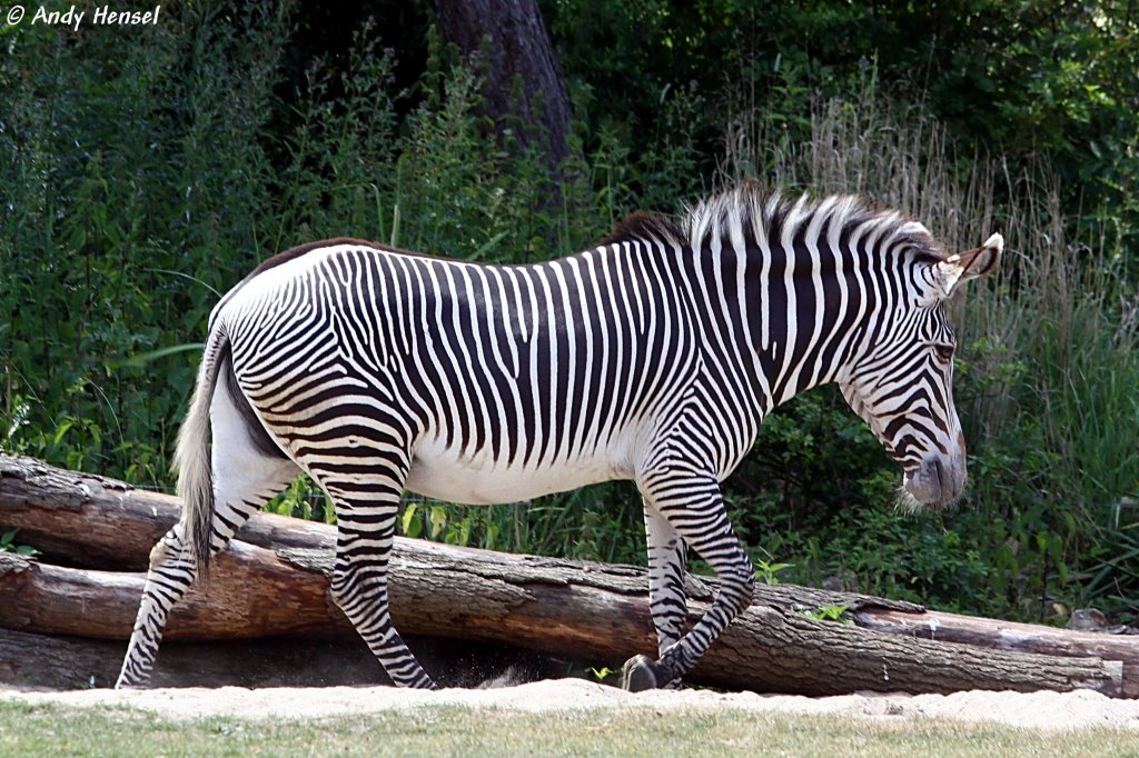 Grevyzebra