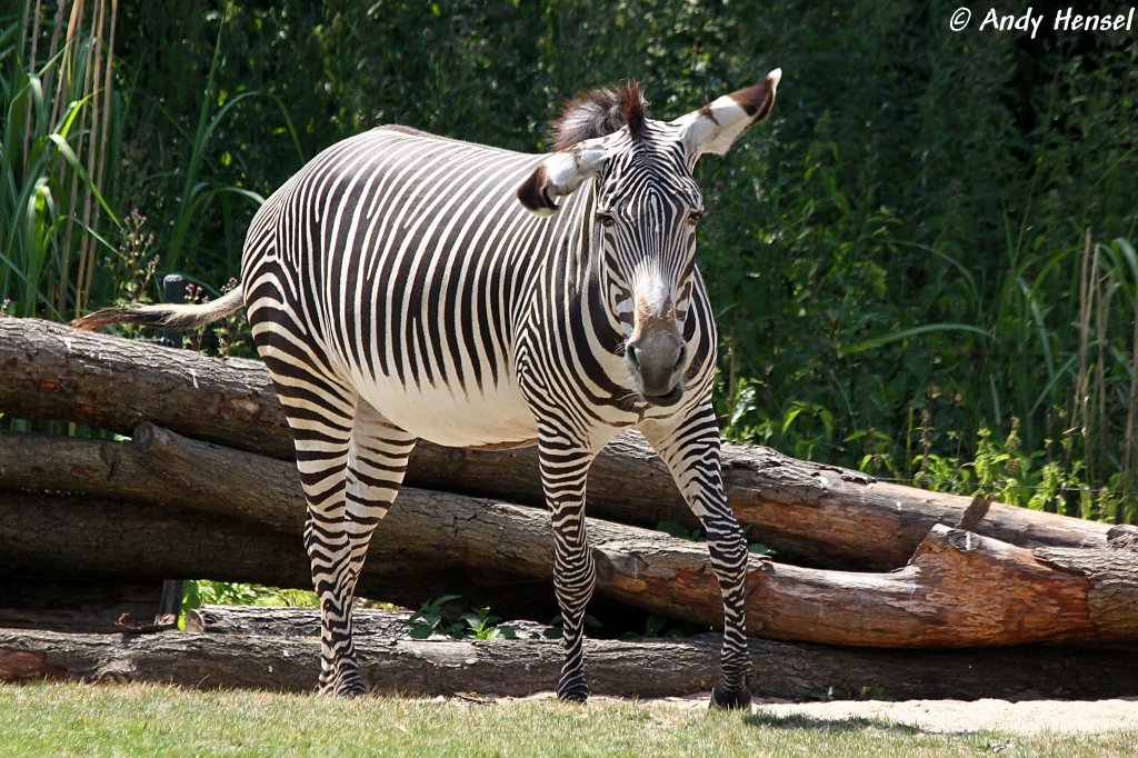 Grevyzebra