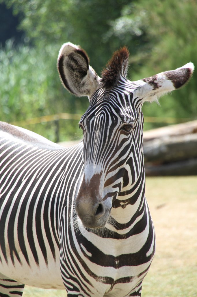 Grevyzebra (Equus grevyi) am 27.6.2010 im Leipziger Zoo.

